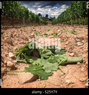 Lascia gettare a terra dopo il rabbocco di vitigni con cesoia nella vigna, la Catalogna, Spagna. Foto Stock