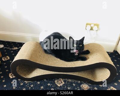 Gatto nero mangiare erba gatta sul suo scratching post Foto Stock