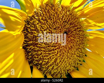 Girasole Foto Stock