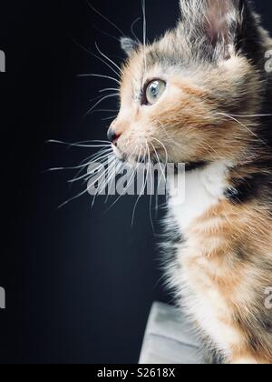 Guscio di tartaruga gattino in stretta fino Foto Stock