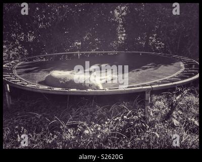 Cane giacente sul trampolino, foto in bianco e nero. Foto Stock