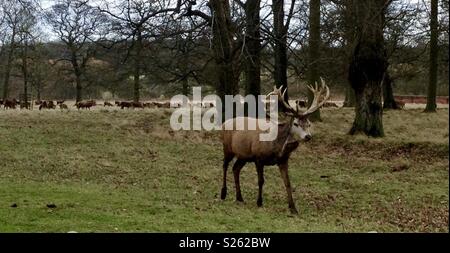 Woburn Abbey a Deer Park Foto Stock