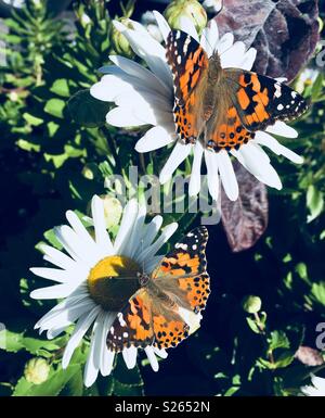 Una coppia di dipinto lady farfalle sui fiori Foto Stock