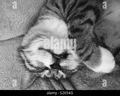 Tabby gatto addormentato mono Foto Stock