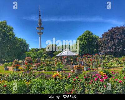 Una vista del giardino delle rose nel parco Planten un Blomen, Amburgo, Germania. Foto Stock