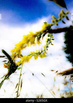 Trifoglio giallo fiore contro il cielo chiaro nella Carolina del Nord Foto Stock