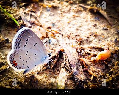 Cupido comyntas butterfly nella Carolina del Nord il campo Foto Stock