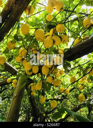 I limoni in un limoneto presso una fabbrica di limoncello di Sorrento, Italia. Foto Stock