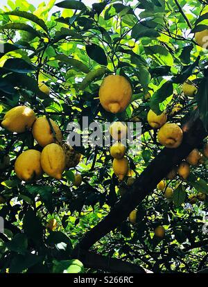I limoni in un limoneto presso una fabbrica di limoncello di Sorrento, Italia. Foto Stock