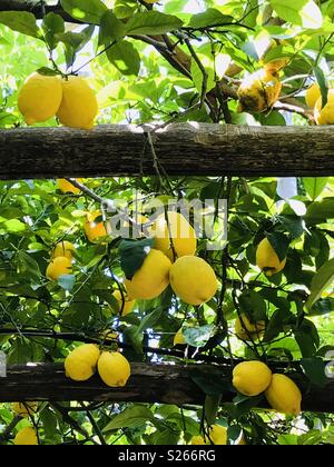 I limoni in un limoneto presso una fabbrica di limoncello di Sorrento, Italia. Foto Stock