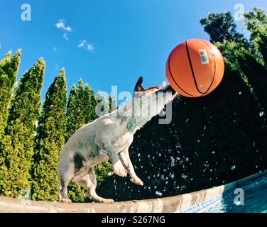 Jack Russell Terrier cane giocando con una palla da basket a bordo piscina su una calda giornata di sole. Camera per copia. Foto Stock