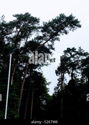 Foresta di alberi di pino in Suffolk Foto Stock