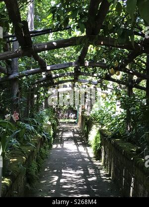 Limoni in una fabbrica di limoncello di Sorrento, Italia. Foto Stock