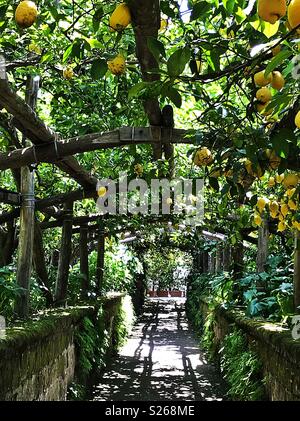 Limoni in una fabbrica di limoncello di Sorrento, Italia. Foto Stock