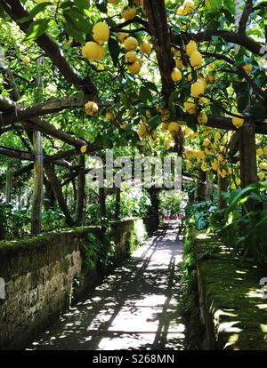 Limoni in una fabbrica di limoncello di Sorrento, Italia. Foto Stock