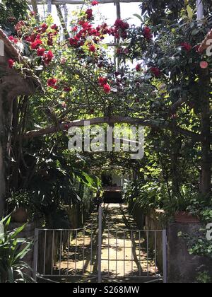 Limoni in una fabbrica di limoncello di Sorrento, Italia. Foto Stock