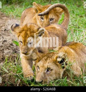 Tre graziosi wild lion cubs nel Parco Nazionale del Serengeti, Tanzania Africa Foto Stock