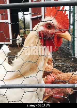 Un curioso rosso e bianco picchi di gallo attraverso il suo recinto di penne. Foto Stock