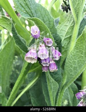 Bella appena fiorì wild comfrey viola in un mare irlandese siepe. Foto Stock