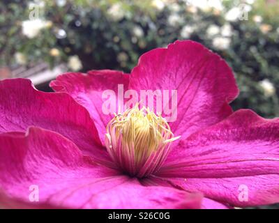 Viola la clematide.Fiore vicino. Foto Stock