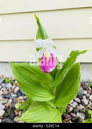 Stato del Minnesota flower lady pantofola bloom Foto Stock