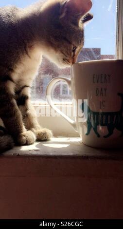 Non vi è nulla di simile a una tazza di caffè caldo e alcuni gattino amore per iniziare la giornata. Foto Stock