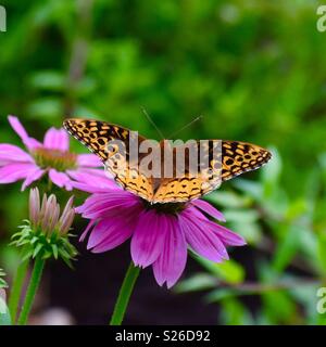 Grande Lamas Fritillary Foto Stock