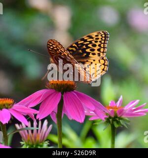 Farfalla sul fiore Foto Stock