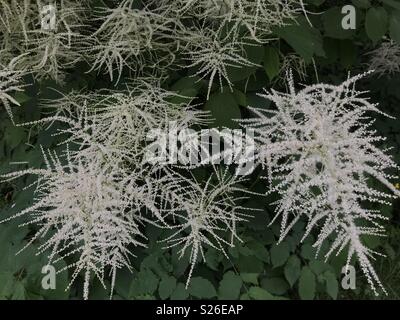 Aruncus dioicus, capre barba Foto Stock