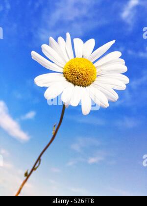 Una bella wild daisy su un cielo blu sullo sfondo Foto Stock