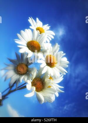 Un mazzetto di bellissimi fiori selvaggi margherite sotto un luminoso cielo blu Foto Stock