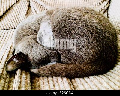 Gatto grigio avvolto a ricciolo e dormire sul divano Foto Stock