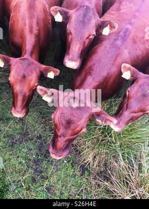 Una veduta aerea di un allevamento di bestiame bovino o marrone vacche in un campo Foto Stock