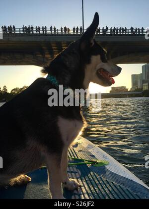 Fiume, un mix di Husky, gode di una paletta di sera imbarco coccinella sul Lago di Austin in Texas, come una folla si raduna sul Congresso Ave brigata per guardare una colonia di bat emergere. Foto Stock