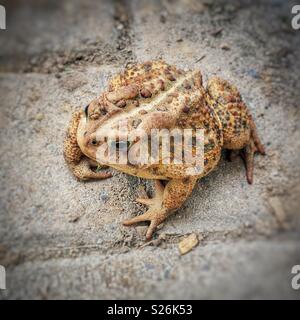 Da sopra il ritratto di Eastern American toad (Anaxyrus americanus americanus) su cemento grigio Foto Stock