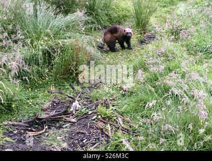Wolverine. Highland Wildlife Park. La Scozia. Foto Stock