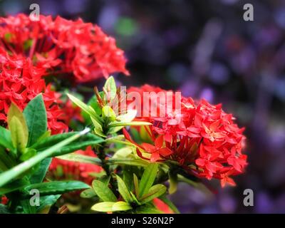 Rosso brillante fiori contro un Deep Purple fogliame sfondo, bella rinfrescata una giornata piovosa in Messico. Foto Stock