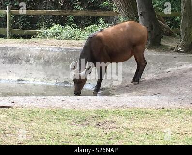 Congo buffalo Chester Zoo Foto Stock