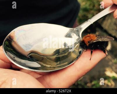 Bee essendo alimentato a cucchiaio zucchero acqua Foto Stock