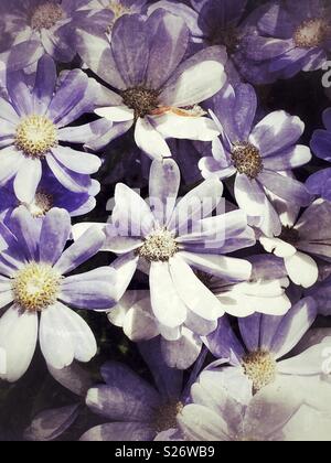 Felicia amelloides, blue marguerite o blue daisy, è una specie di fioritura delle piante della famiglia Asteraceae, originaria del Sud Africa, grunge immagine con trama Foto Stock