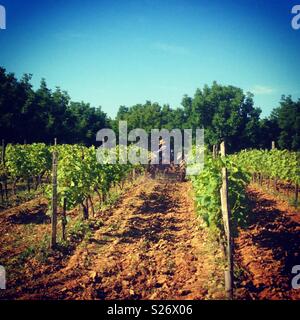 Un coltivatore tende le vigne della sua piccola azienda in Francia rurale Foto Stock