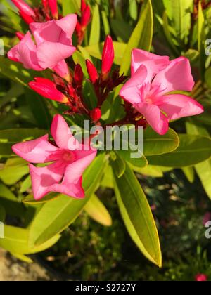 Rosa Nerium oleander Foto Stock