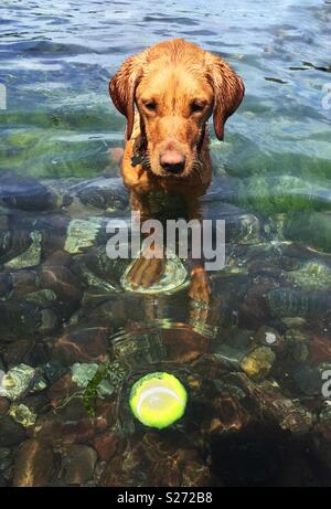 Un Labrador retriever cane recupera una palla da tennis nell'oceano Foto Stock