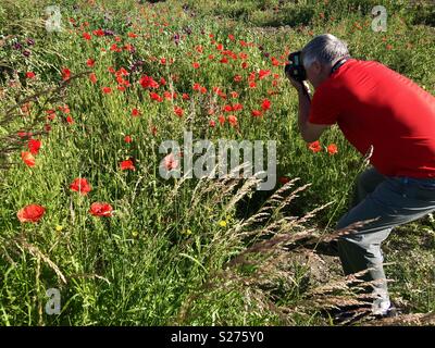 Un fotografo che lavora in un campo di papaveri. Foto Stock
