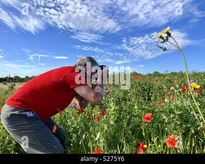 Un fotografo che lavora in un campo di papaveri. Foto Stock