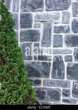 Abstract di sempreverdi e muro in pietra e malta di calce Foto Stock