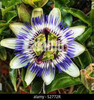 Passiflora Bluecrown, Passiflora caerulea, il blu di passiflora, comune passiflora Foto Stock