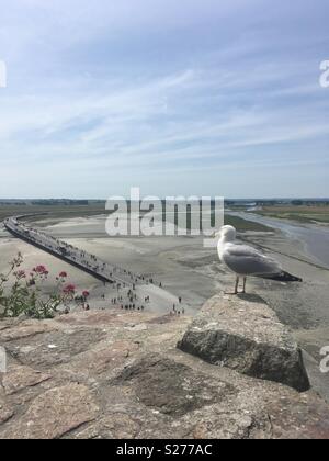 Seagull a guardare oltre i visitatori a Mont St Michel, Francia Foto Stock