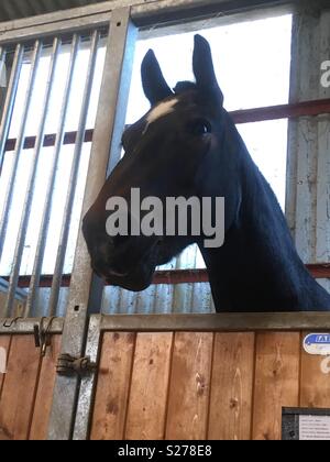 Il burro non farebbe fondere Foto Stock