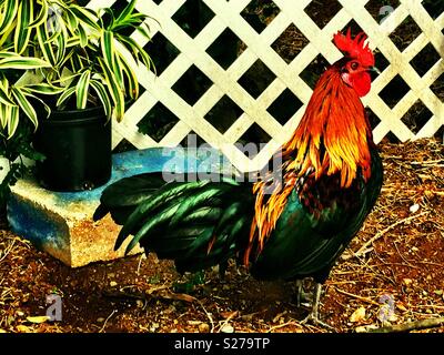 Colorate tropicali gallo Kauai rilevamenti topografici suo dominio Foto Stock